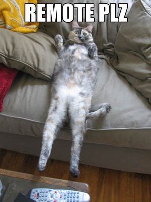 Images Funny Cats