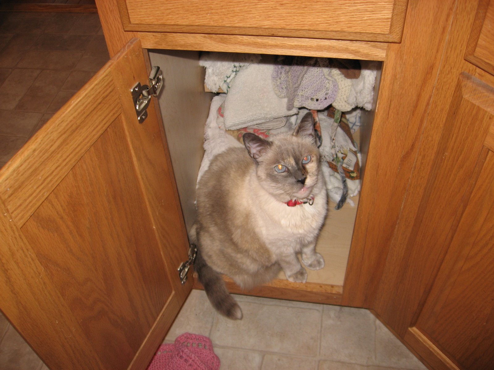 [Kitty+in+the+cupboard+001.jpg]