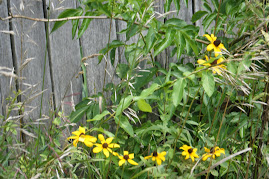 Barn yard flowers