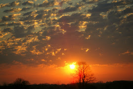 Spring morning over the Hawk tree