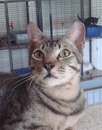 Tango (Grey Mackerel Tabby Boy)