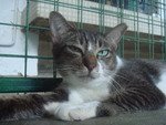 aTm (grey-white DSH)
