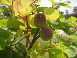 Apricots