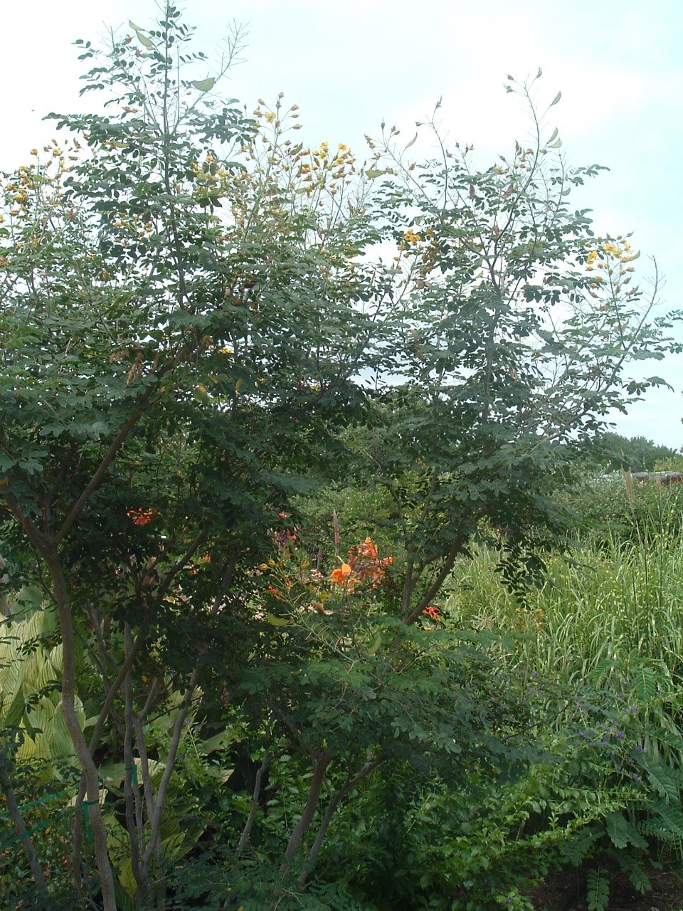 [DSCF3604.JPG]