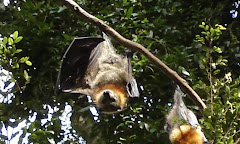 Flying fox stretching wing
