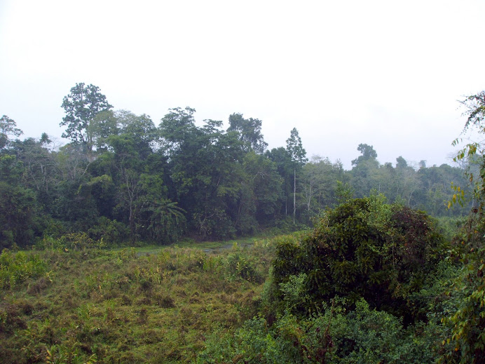 A view of Nameri Reserve Forest