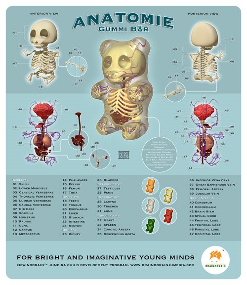 [GummiAnatomyBOB.jpg]