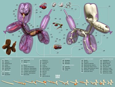 [Pneumatic_Anatomica_large.jpg]