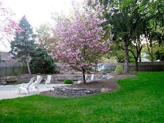 Ornamental Cherry Tree