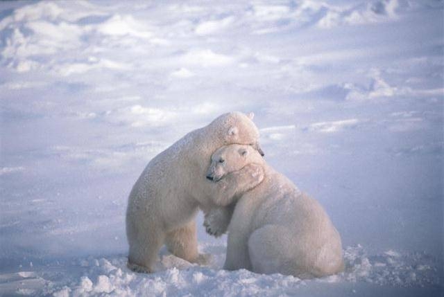 hugging+polars-01-04-06.JPG