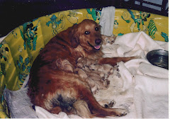 Gabi and Her 12 Puppies!