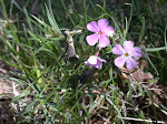 Wild Phlox