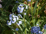 Forget-Me-Not (Blue Stickseed)