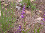 Rocky Mountain Penstemon