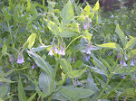 Mountain Bluebells