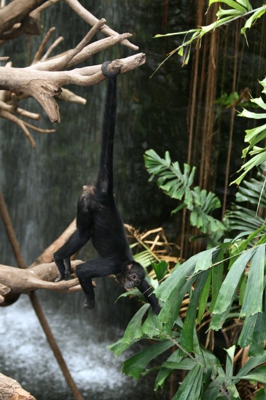 [monkey.JPG]