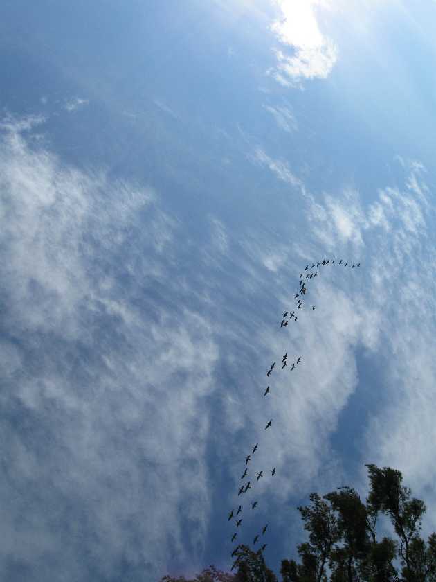 [sky+&+geese.jpg]