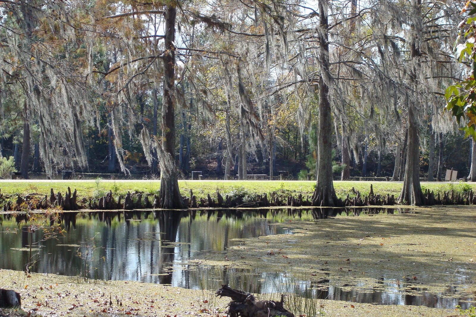 Woodson Wanderings Louisiana Swamps