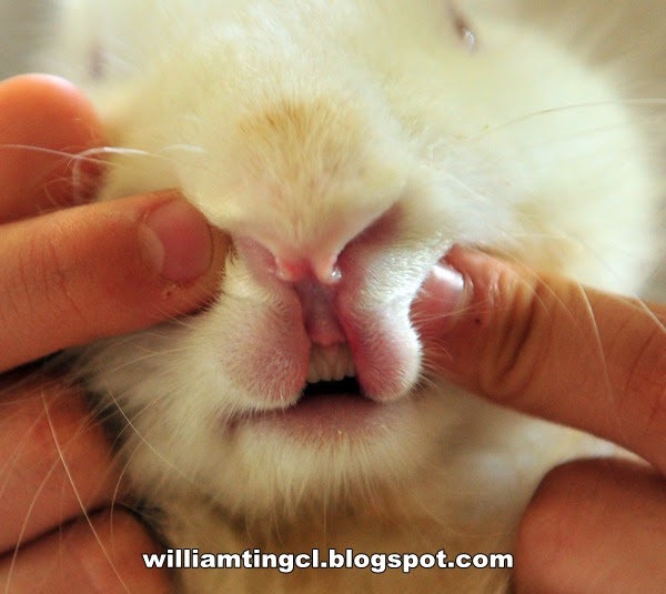 William Ting Close up view of rabbit mouth