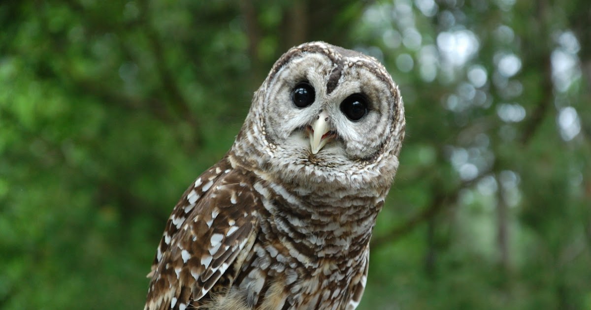 Odyssey A New Life in North Carolina Piedmont Wildlife Festival