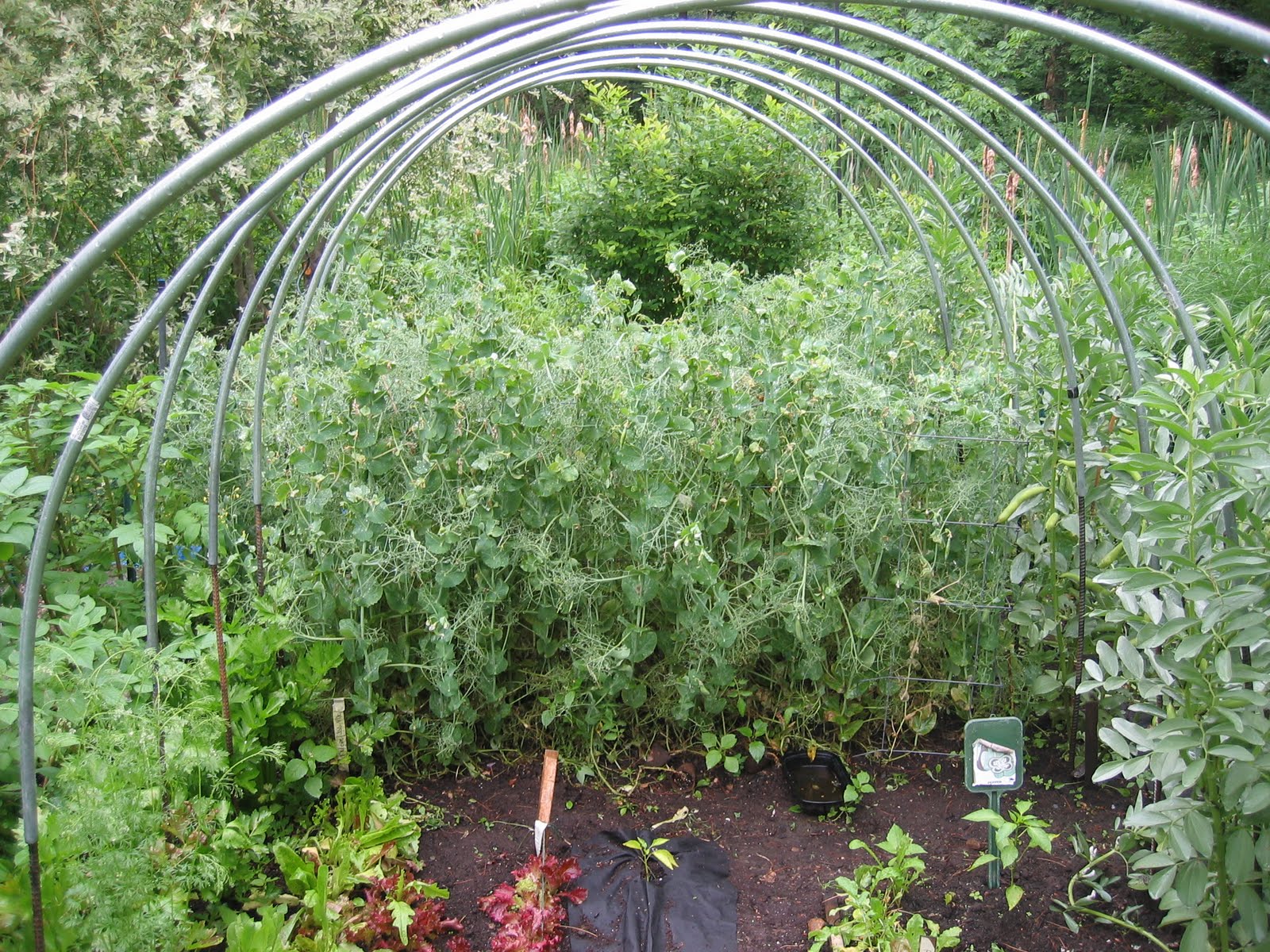 Growing Ideas with Johnny's Selected Seeds Peas please Growing Wisdom