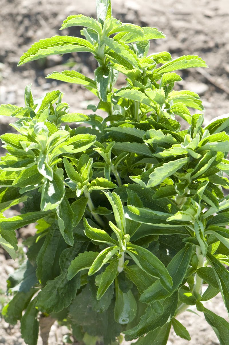 Growing Ideas with Johnny's Selected Seeds September 2010