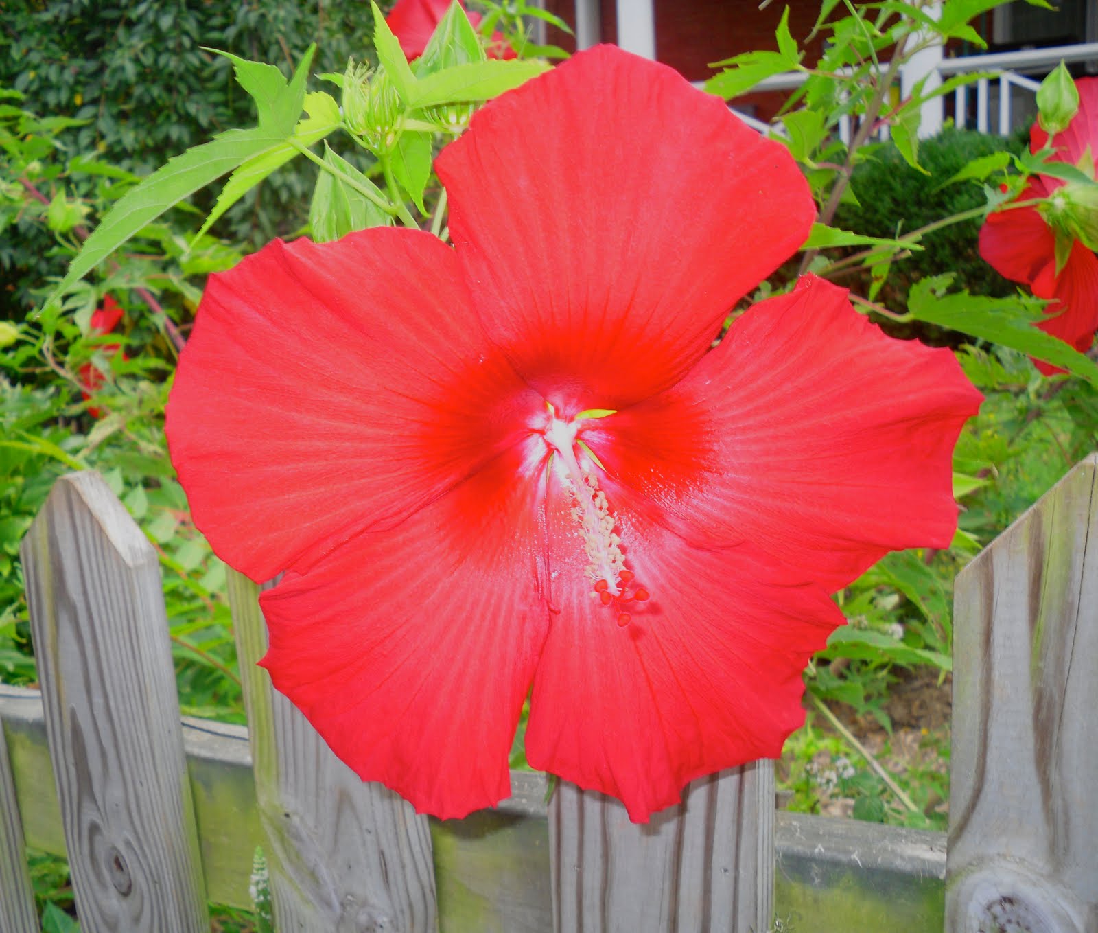 Culpeper Virginia Big Red Flower Over Fence Traditional