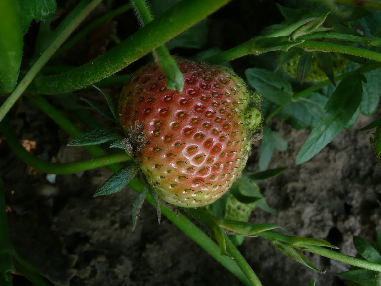 [strawberry+ripening..JPG]