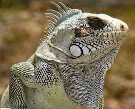 Iguana