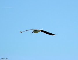 Gaivota do Delta