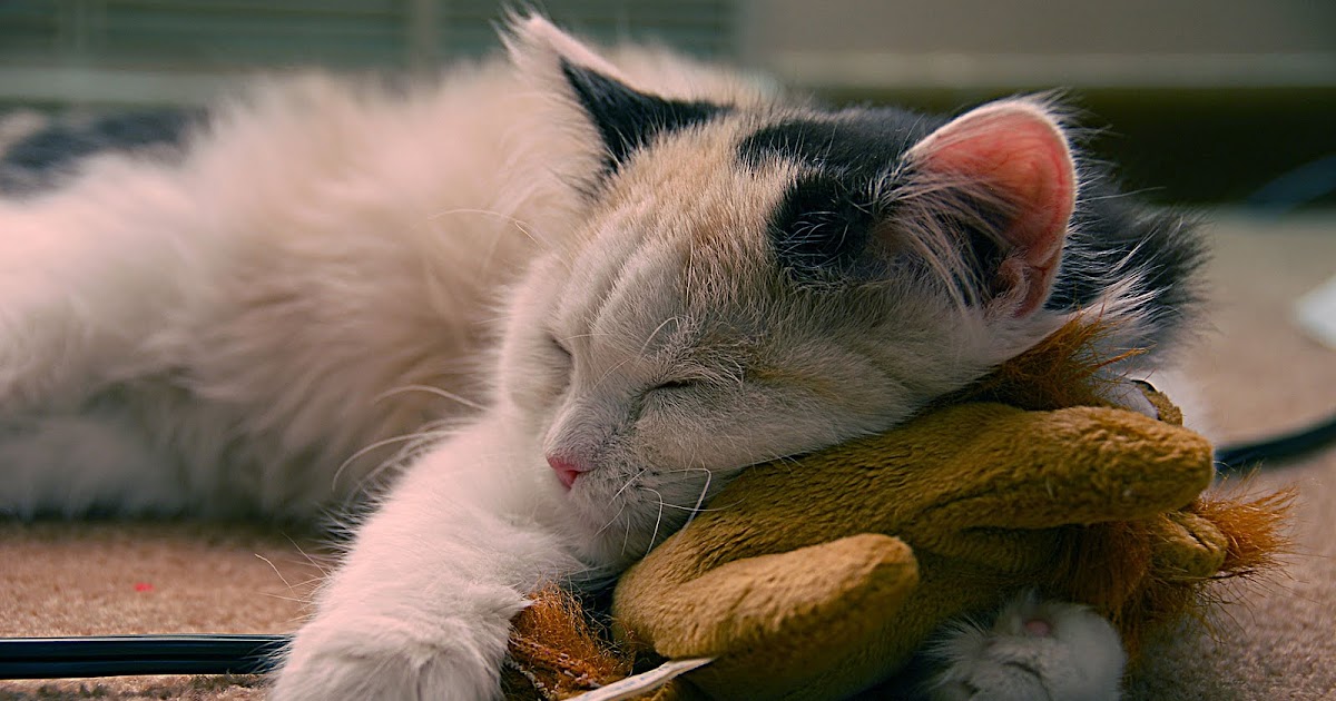 wallpaper: HD Widescreen Wallpapers