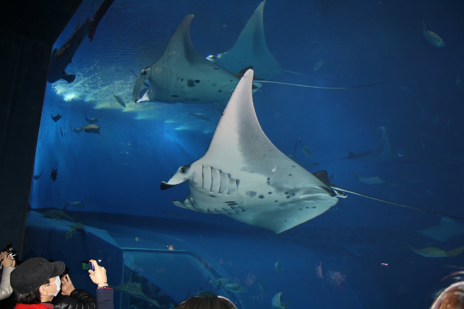 Japan Okinawa Aquarium