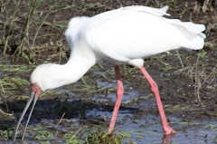 African Spoonbill