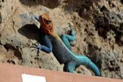 My lizard friend (a little blurry though)