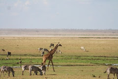 Watering hole