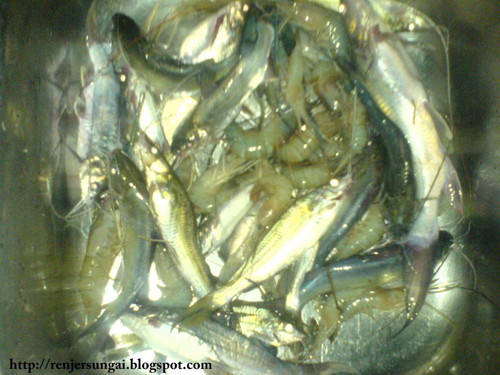 Ikan Lundu