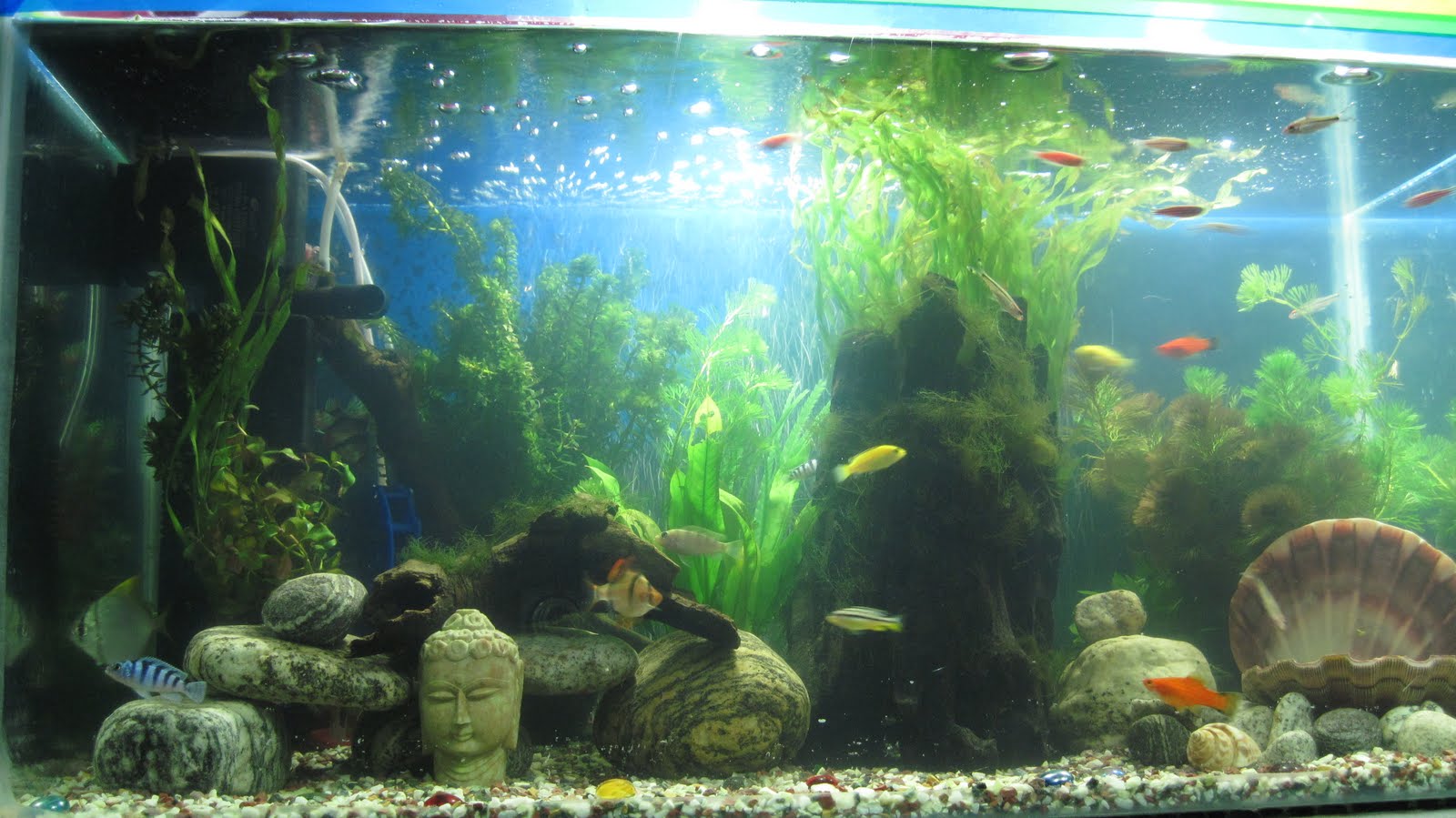 Community Fish Aquarium