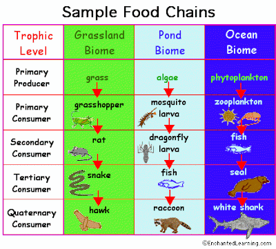 food chain examples. marine food chain examples.