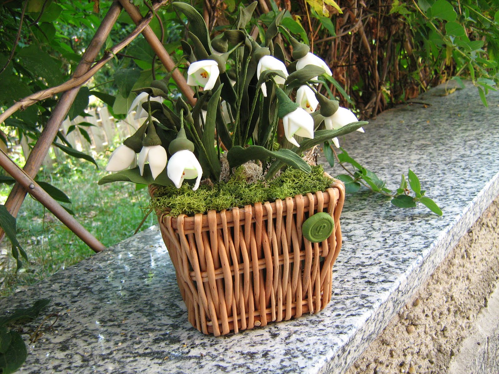 delicando e oltre bucaneve