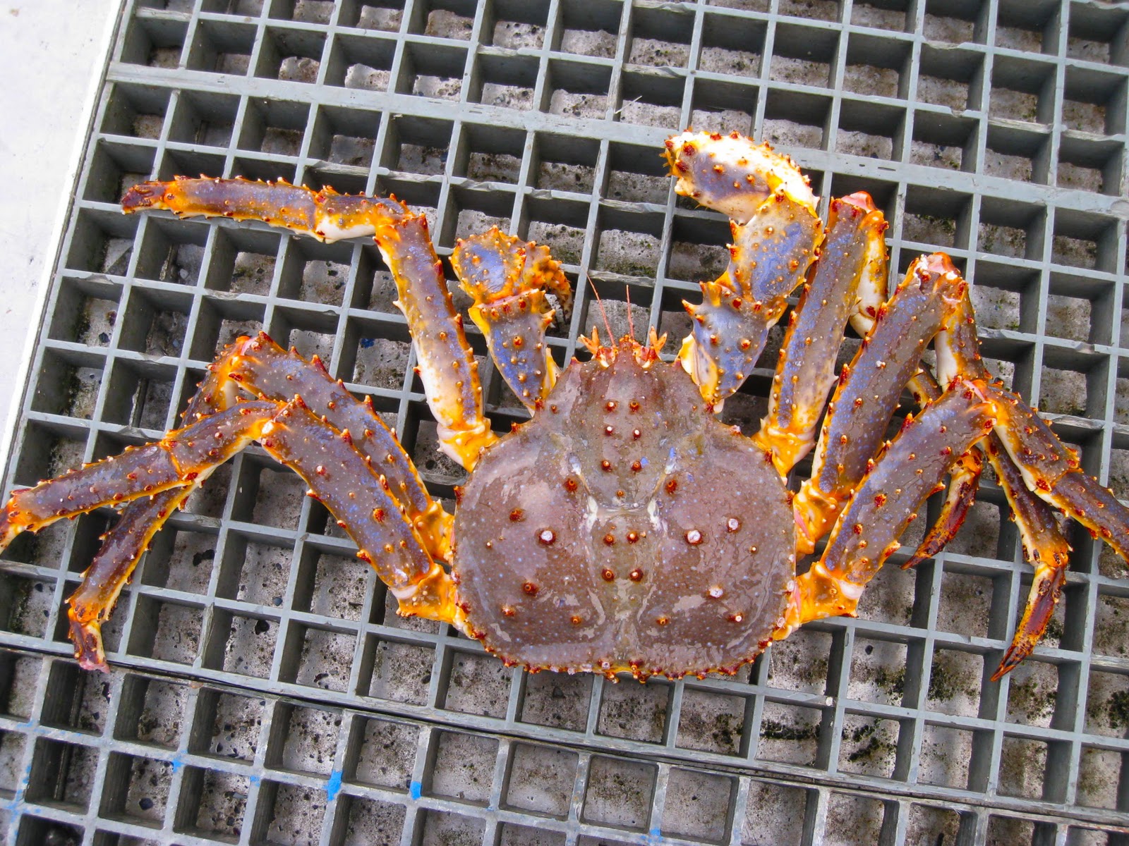 A Sense Of Place Blue King Crab Delivery