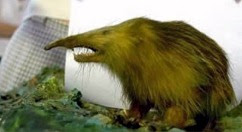 Almiqui
