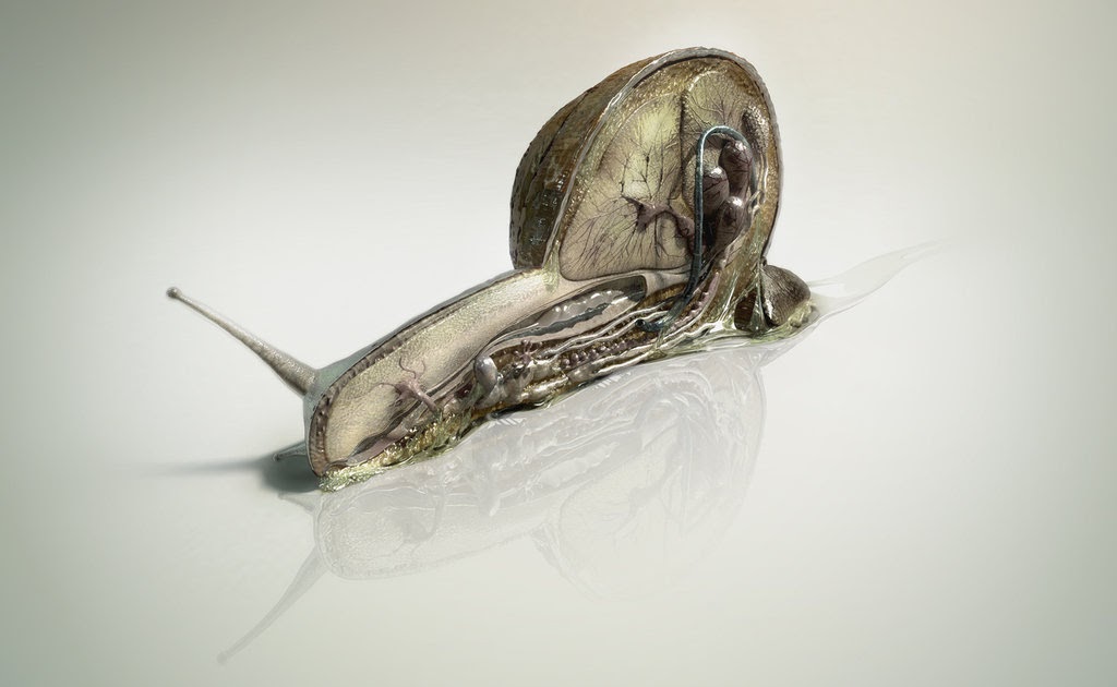 Мастурбатор Snail