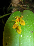 Acianthera casapensis