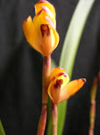 Maxillaria brunea