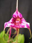 Masdevallia chaparensis