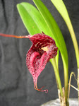 Masdevallia cerastes