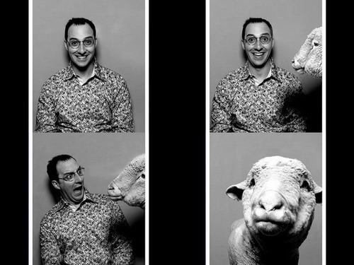 Sheep Bomb