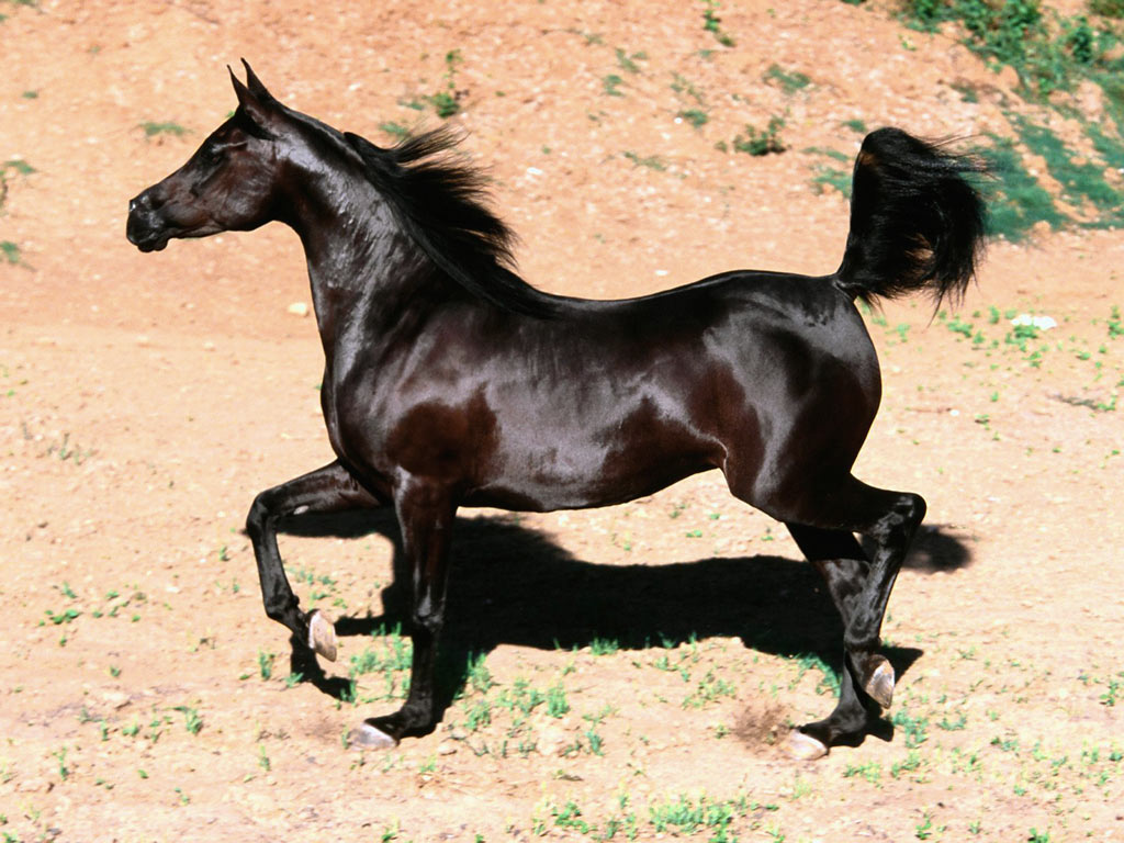 Black Horse Type Animals