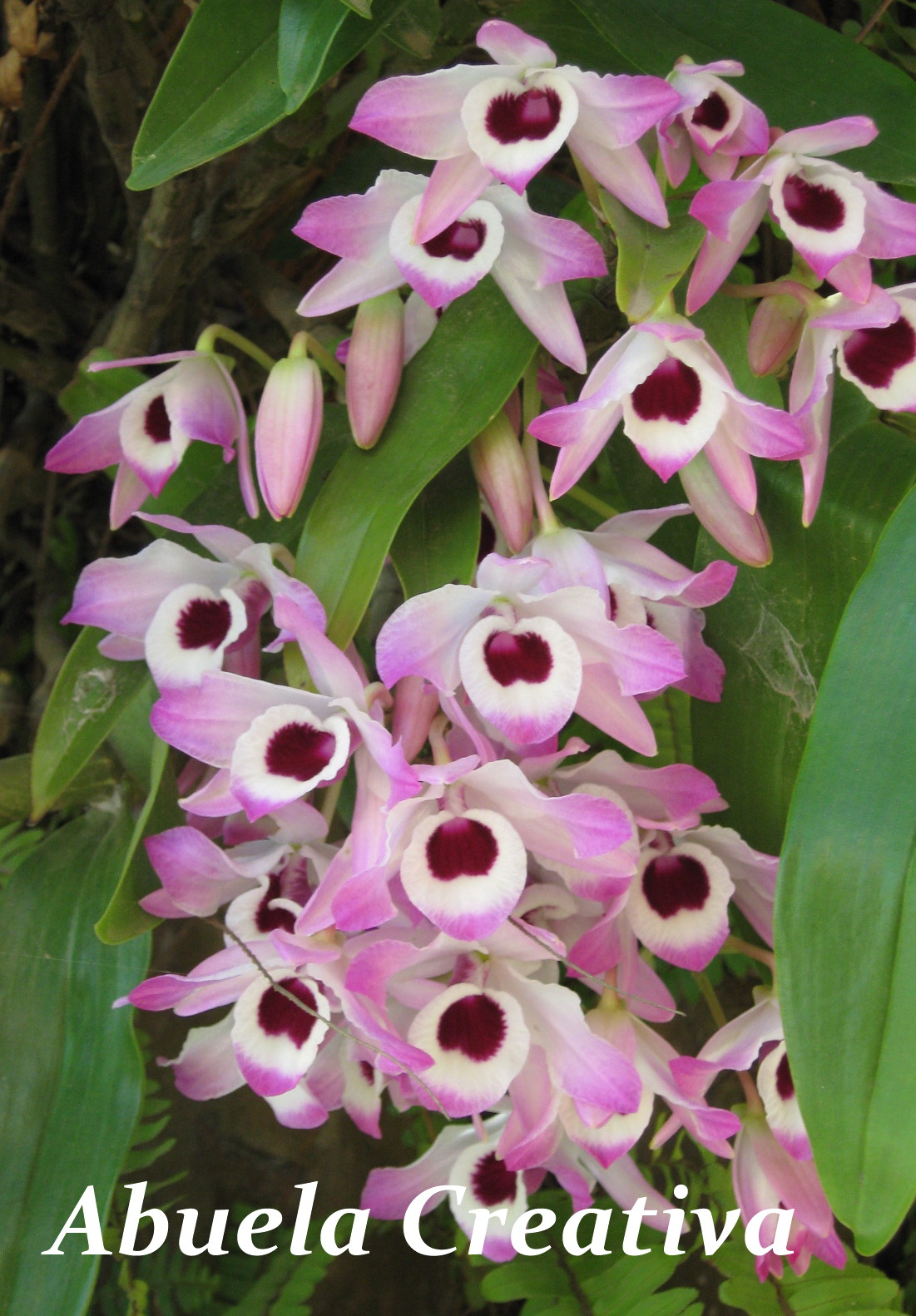 Abuela Creativa: Orquídeas y azucenas