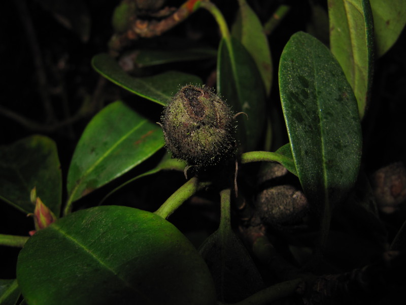 VHL Natuur Naar de knoppen!